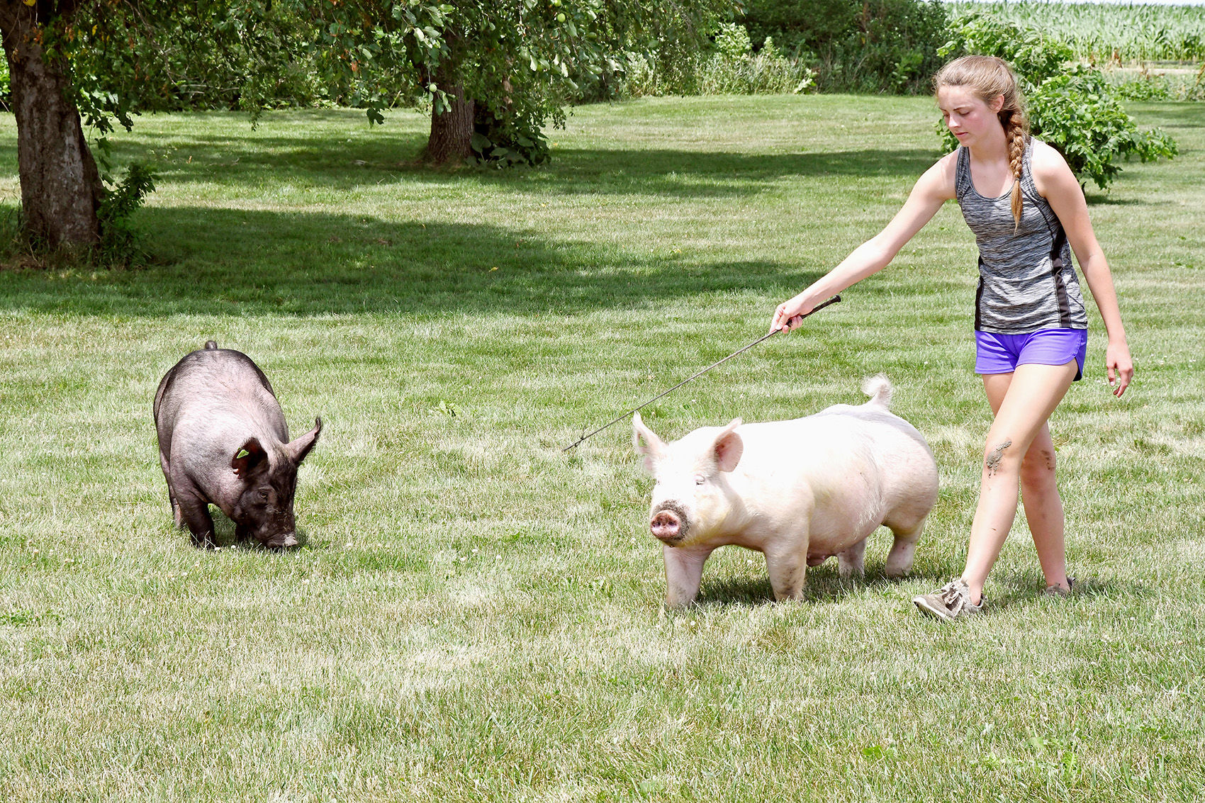 Bomgaars swine 2
